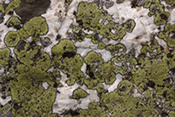 Cyanobacteria — the oxygen-makers.