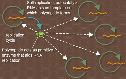 Course diagram: self-replicating RNA templates a polypeptide, which then helps RNA copy itself.