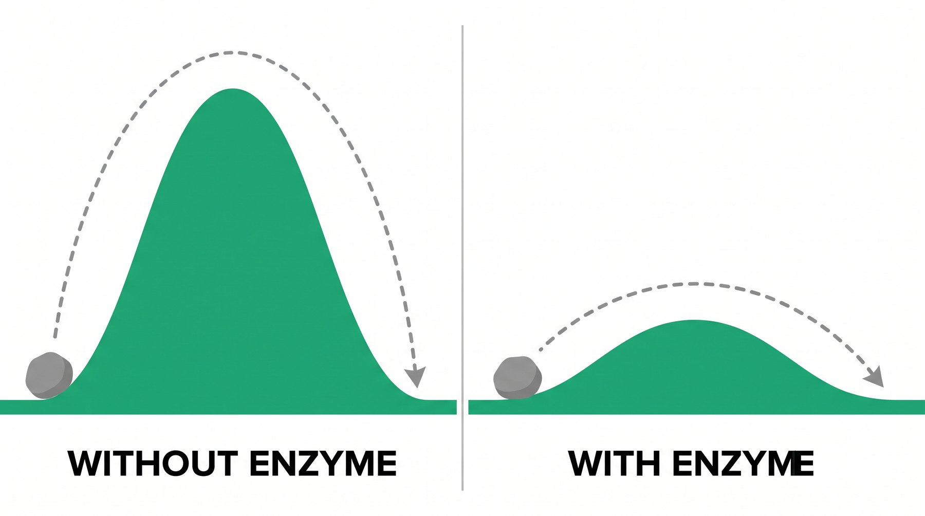 The enzyme makes the hill smaller — same start, same finish, easier climb.
