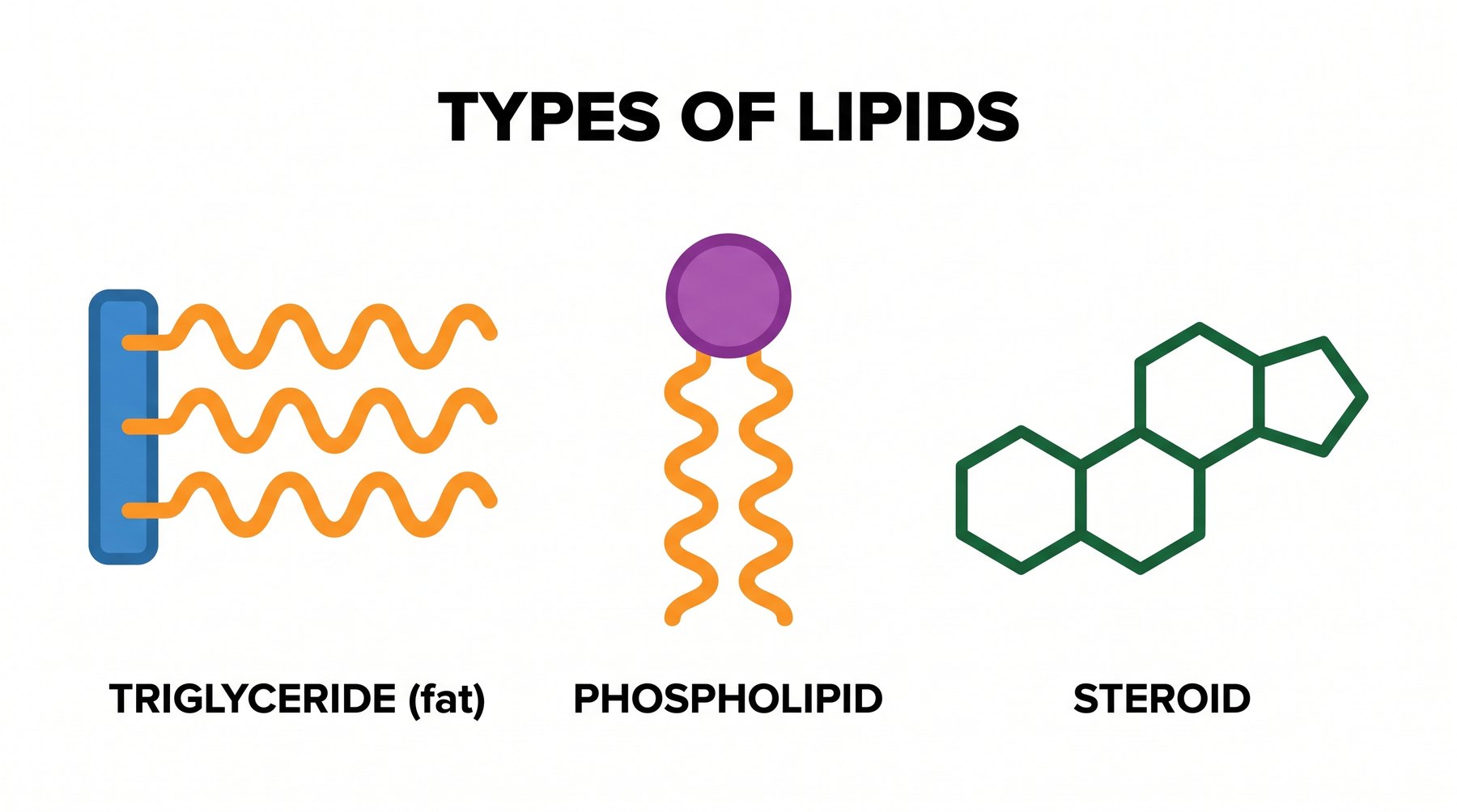 The lipid family: triglycerides, waxes, phospholipids, steroids