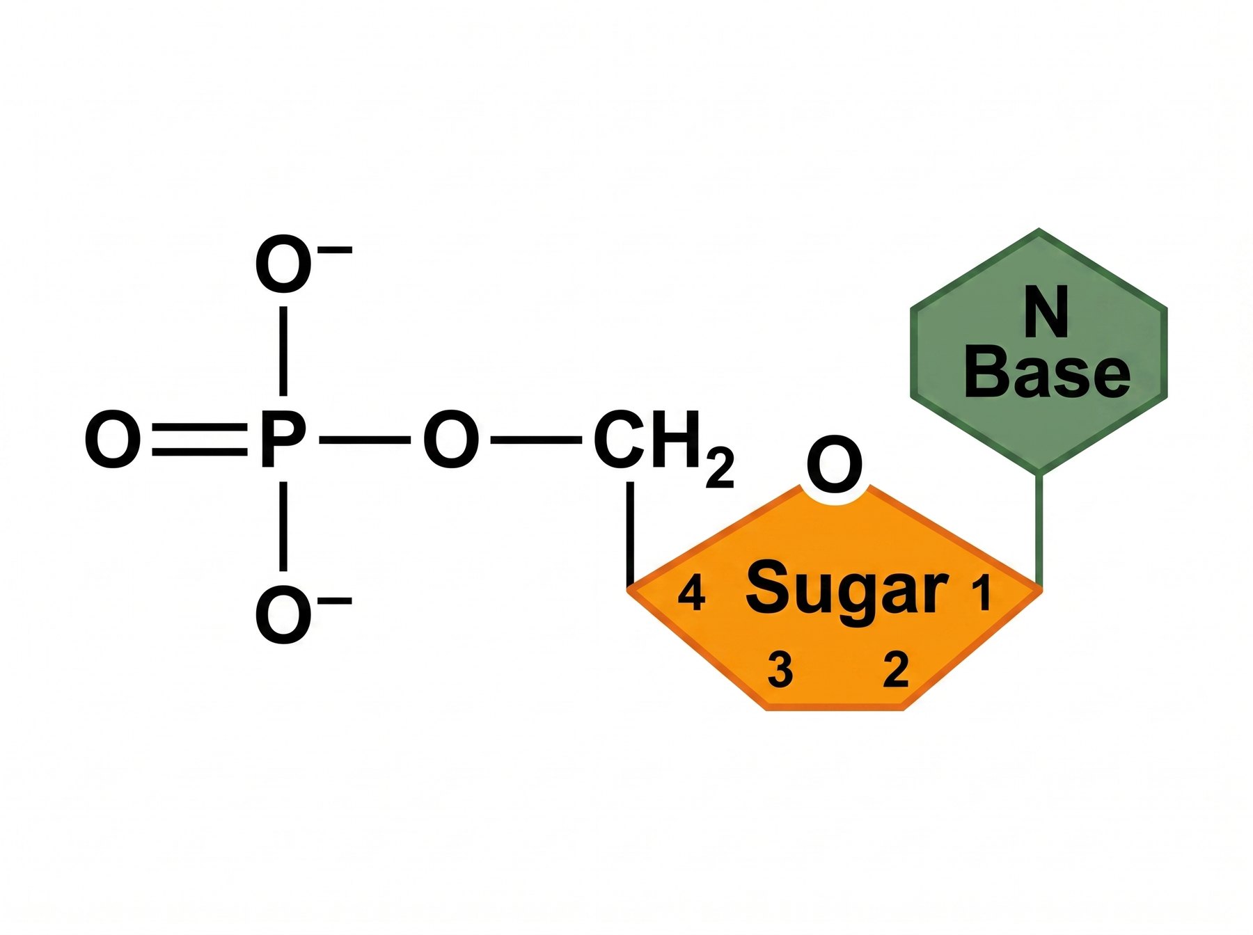 One nucleotide = base + sugar + phosphate