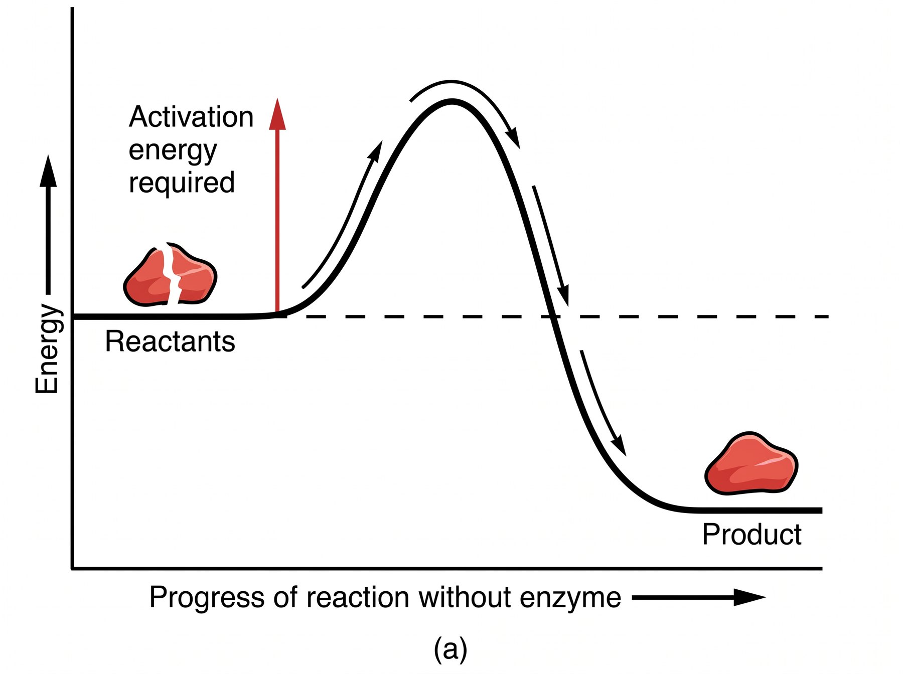 Activation energy = the starting 'hill' a reaction must get over