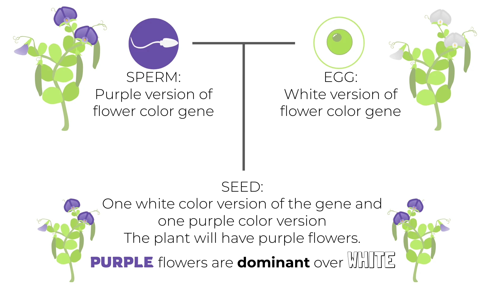 Course illustration showing a purple-flower allele and a white-flower allele inherited together, with purple flowers expressed.