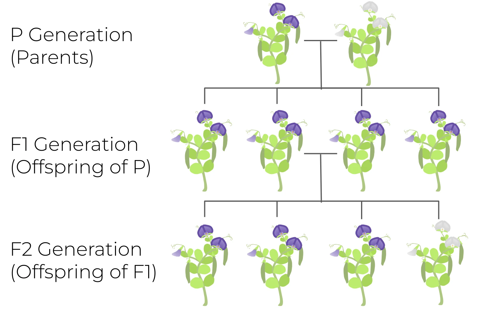 Course illustration of P, F1, and F2 pea-flower generations.