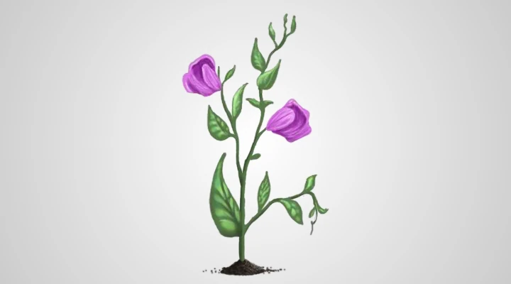 Course illustration of garden pea plants used in Mendel’s experiments.