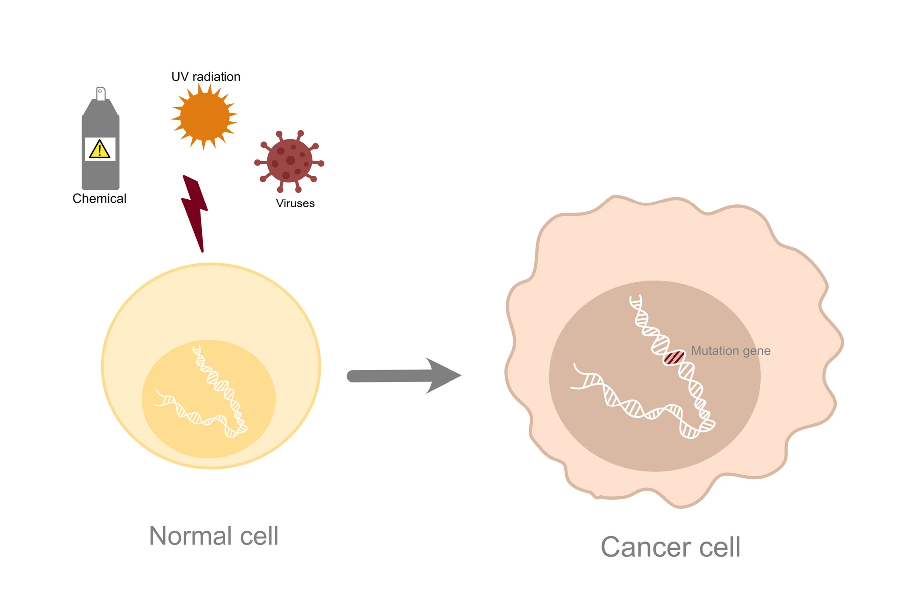 Course illustration of a normal cell and a cancer cell after DNA damage.