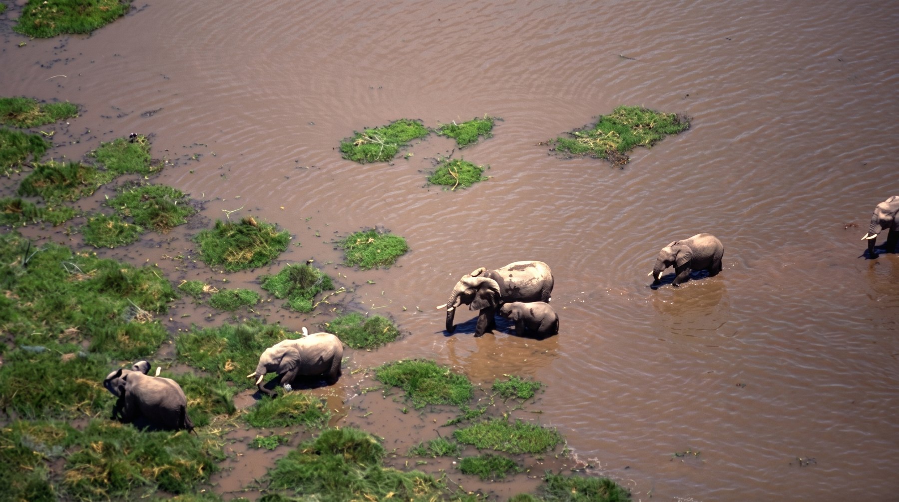 Apex slideshow aerial photograph of elephants crossing wet grassland